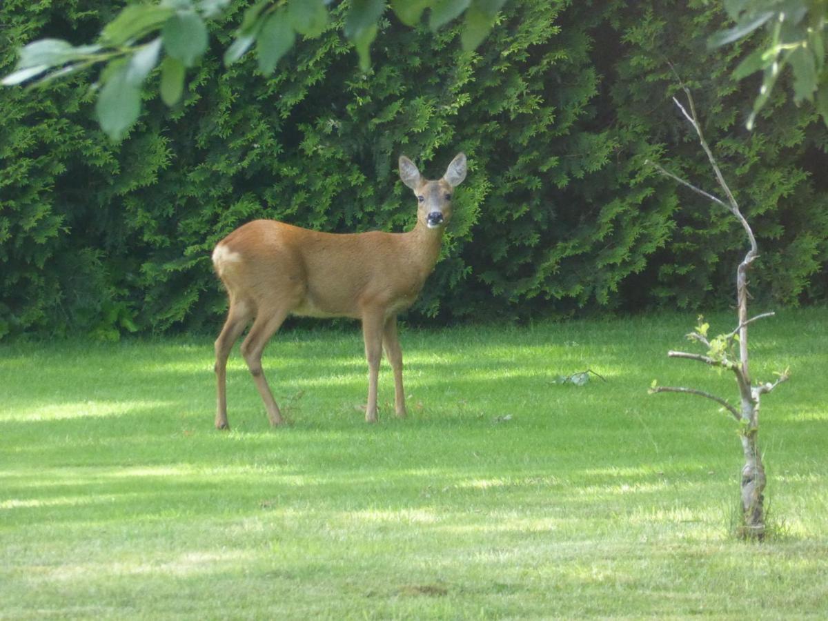 Vakantie Op De Veluwe Villa Lunteren Eksteriør bilde